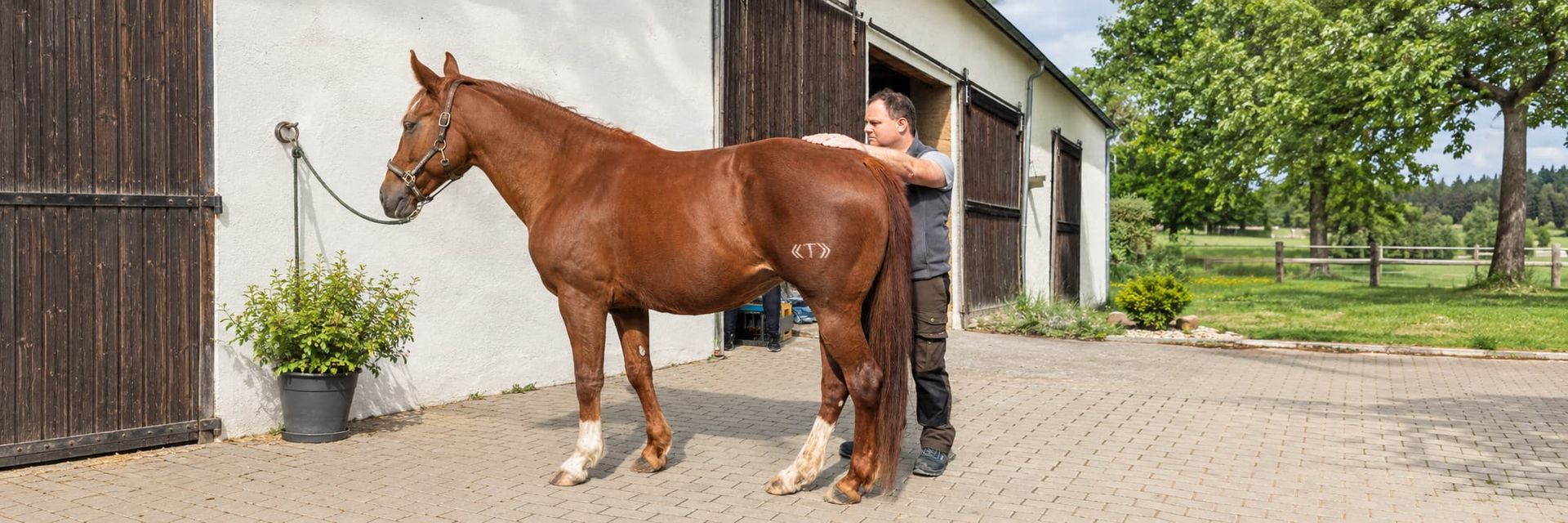 Josef Stemmer mit einem braunen Pferd während einer Pferdebehandlung neben dem Stall
