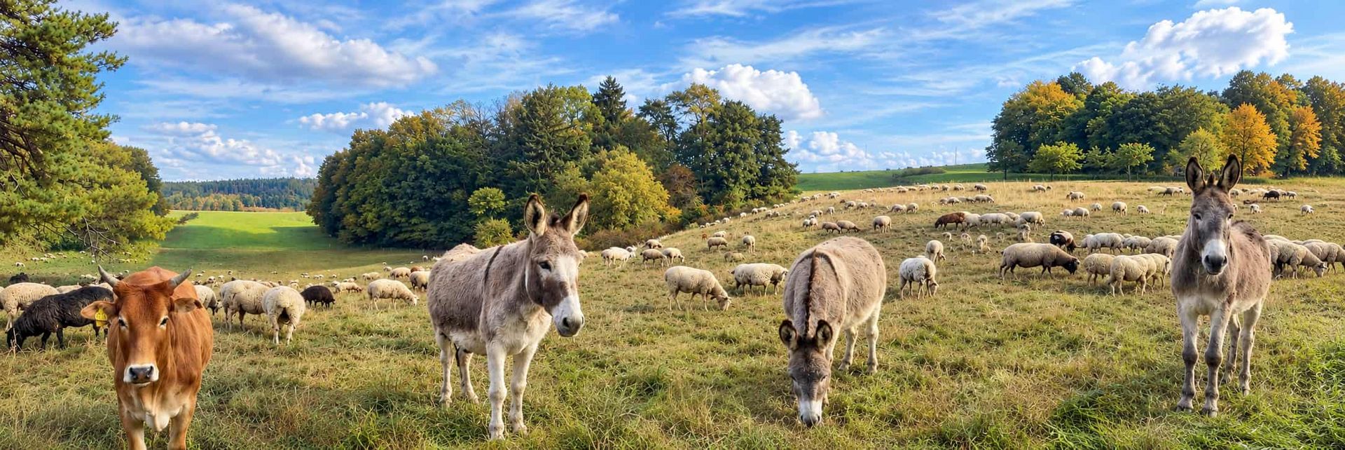 Eine Tierweide auf der Esel, Schafe und eine Kuh friedlich im Herbst grasen.