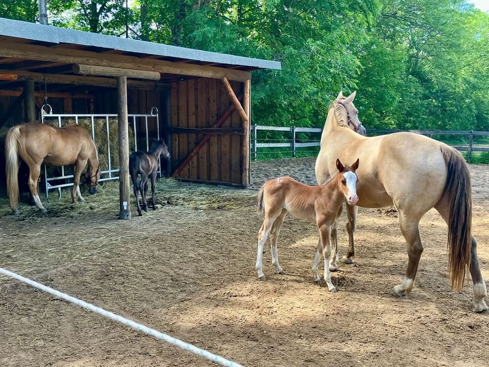 Stute mit Fohlen und weitere Pferde auf einem Paddock vor einem offenen Unterstand