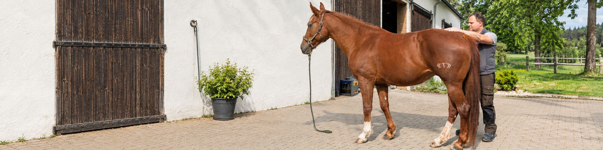 Josef Stemmer mit einem braunen Pferd während einer Pferdebehandlung neben dem Stall