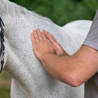 Sanfte energetische Heilarbeit am weißen Pferd – vertrauensvolle Berührung stärkt die Verbindung zwischen Mensch und Tier.