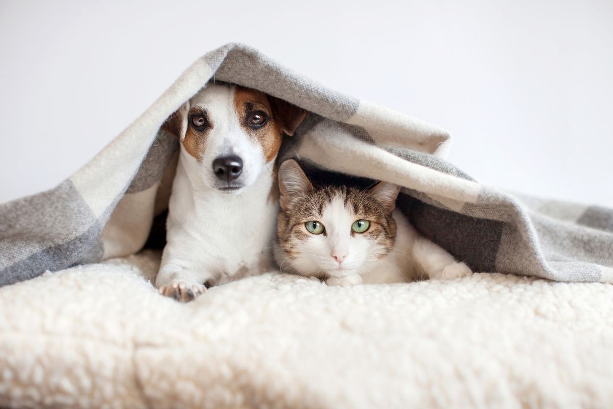 Hund und Katze liegen zusammen unter einer Wolldecke auf einem Kissen